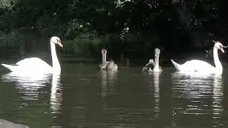 Relaxing On The Water #muteswans #muteswancygnets #swan #cygnets #cygnusolor #waterbirds #wildlife