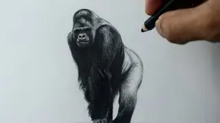 Como desenhar um Gorila com carvão e grafite