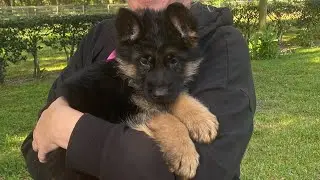 Spaying and Neutering at a Young Age: Controversial Issues from a Breeder's Perspective