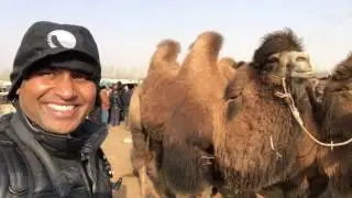 China Camel and Yak Market Kashgar