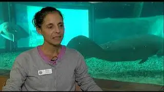 New South Florida Museum aquarium director looking forward to growth with manatee rehab program