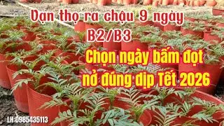 Chăm Sóc Vạn Thọ Ra Chậu 9 Ngày Chọn Ngày Bấm Đọt..