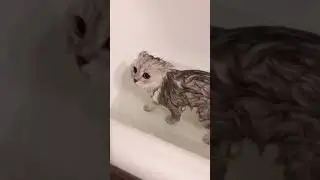 Funny Cat Video Try Not to Laugh #shorts #puso