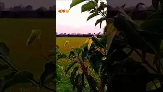 Hamein Tumse Hua Pyar🥰Hindi Song💗Satya Moments✨#shorts #trending #viral #hindisong #love #songs