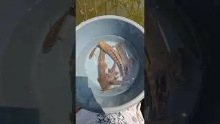 lumayan🤩PELIHARA SEMUA IKAN YANG DITEMUKAN DI EMPANG🤩‼️ #shorts
