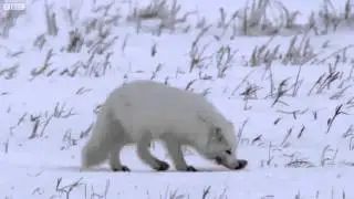 Young Fox Hunting In The Snow - Life Story - BBC - Animals Official