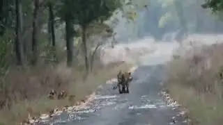 Supkhar Tiger walking in d road