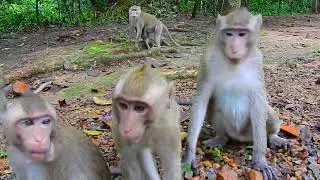 Very handsome boy monkey Moby cry to ask food | @LaBuBuMonkeysTV855