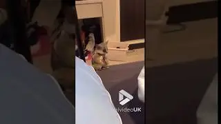 Galago greeting his owner || Viral Video UK