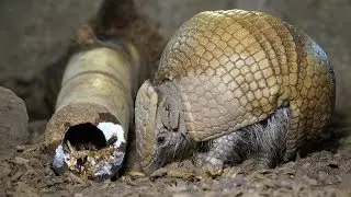 Armadillos' Environmental Enrichment