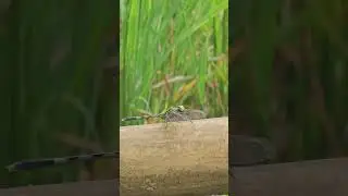 A wild DragonFly #nature #insect #ricefield #shorts #trending