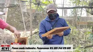 PANEN MADU KALIANDRA LEBAH APIS MELLIFERA