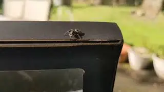 Jumping spider attacks camera