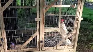 Rooster Cage