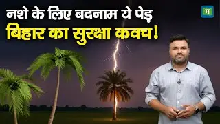 Bihar Missing Palm Trees: नशे के लिए बदनाम ये पेड़ बिहार का सुरक्षा कवज!