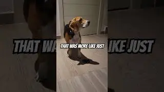 When you are Home alone⚠️💥 #funny #comedy #dog #beagle #puppy #cute #pets #cutedog #shorts