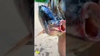 #fishdress