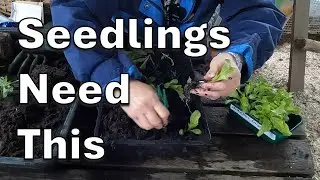 Pricking Out Seedlings – When   Why   How