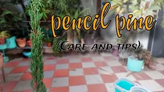 pencil pine tree | care and tips | Gardening zone |#Gardening #plants #tree