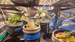 #WIG2025  Challenge @GtJrGrowsitAlaska @Mikeschaoticgardening 1st update 2nd video #hydroponics