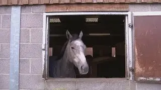 Worthless horse wins a fortune