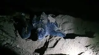 Lederschildkr&ouml;te bei der Eiablage an der Praia Inhame
