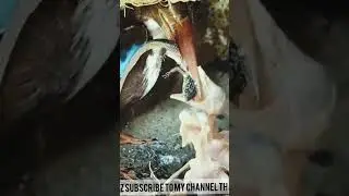 Kingfisher Feeding some special food to Chicks #kingfishers #kingfishersound