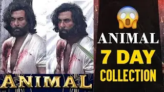 Animal Day 7 Worldwide Box Office Collection | Animal Box Office Collection India | Ranbir Kapoor