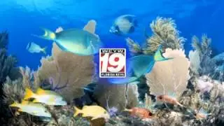 SPLASH   WEYW19, The Keys Hometown TV Station Sez, Protect The Coral Reefs