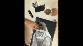 Gorilla gorilla gorilla #art #charcoal #timelapse