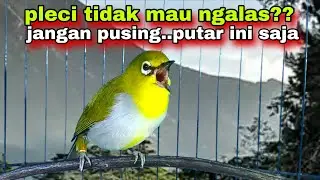 Suara Burung Pleci Gacor Ngalas Nembak Memancing Pleci Lain