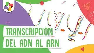 Transcripción del ADN al ARN - Educatina