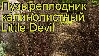 Пузыреплодник калинолистный Маленький дьявол. Краткий обзор physocarpus opulifolius Little Devil