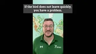 How to Remove a Bird from a Store.