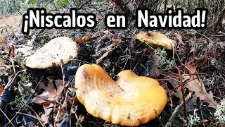 El regalo de Navidad del bosque 🎄🍄 | NÍSCALOS inesperados