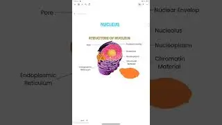 Structure of nucleus | CELL ORGANELLE | #cell #nucleus #cellbiology #Structure #organelles #shorts