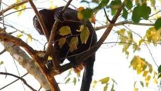 The Enchanting Azara's Night Monkey!!