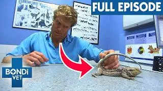 Tricky Bearded Dragon's Gender Reveal | Bondi Vet