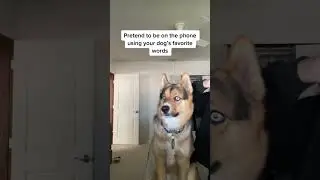 Pretend to be on the phone and use your dog’s favorite words 😂