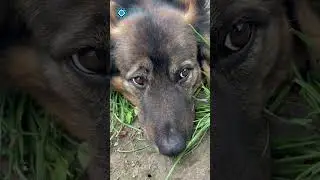 Support Street Animals in Turkiye