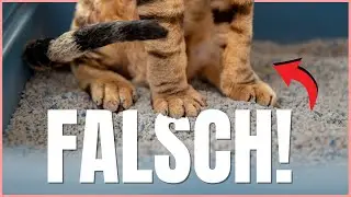 Fast JEDER macht diese Fehler beim Katzenklo – DU auch? 😱