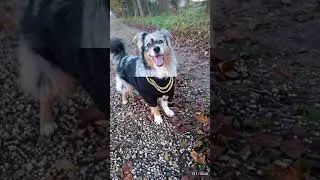 street mylo 😄 #dog #dogs #dogshorts #youtubeshorts #youtuber #foryourpage #foryou #shortsfeed #short