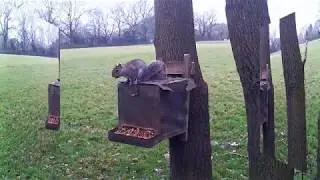 squirrel hunt 2020 trail cam footage
