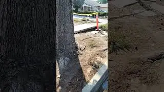 How big tree roots can destroy sidewalks...