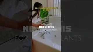 Почему вам это НУЖНО для комнатных растений #краткие обзоры #комнатныерастения #советы #вредители...
