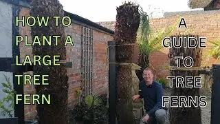 How to Plant a LARGE TREE FERN. A Guide to TREE FERNS.