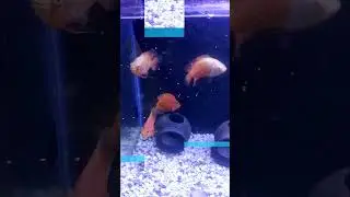 Tetrabits fish food feeding oscar& parote fish #aquarium #tetrabitsfishfood#osca#exoticaquariumfish