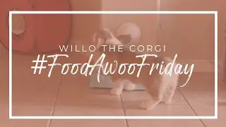Willo the Corgi - The First Awoo