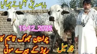 Sahiwal bachade cholistani bachade acchi quality ke janwar Ahsan  farm per bachade Khade ne cattle