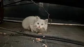 Гетерохромная бродячая кошка осторожно высовывает голову из-за угла, проверяя, настоящая ли еда.
